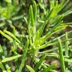 Euryops arabicus Blad