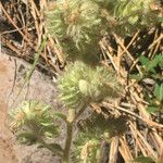 Phacelia mutabilis Hàbitat