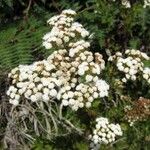 Ageratina adenophora Цвят