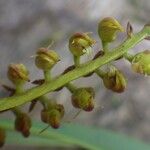 Bulbophyllum scaberulum Blomst