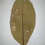 Aspidosperma schultesii Leaf