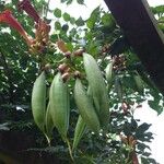 Campsis grandiflora Frukt