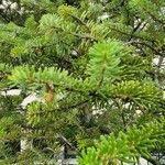 Abies balsamea 叶