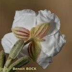 Helianthemum almeriense Λουλούδι