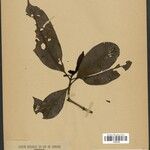 Botryarrhena pendula Hoja