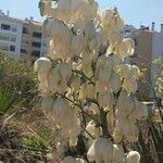 Yucca gloriosa 花