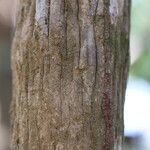 Tricalysia longituba Casca