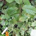 Mussaenda frondosa Leaf