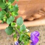 Sutera cordata Hoja