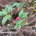 Rosa acicularis Fruit