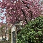 Prunus serrulataFlower