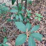 Illicium floridanum Habitus