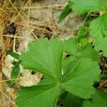 Waldsteinia fragarioides Hoja