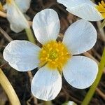 Ranunculus fluitans Blomma