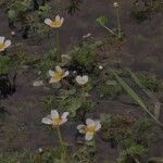 Ranunculus aquatilis Květ
