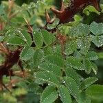 Rosa spinosissima Leaf