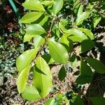 Prunus serotina Folio