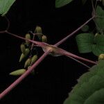 Clematis connata Hábito