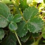 Potentilla sterilis Leaf