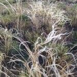 Stipa pennata Liść