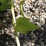 Malva trimestris Leaf