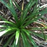 Eryngium paniculatum Хабит