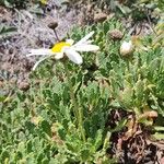 Argyranthemum thalassophilum Flower