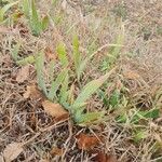 Iris pumila Leaf