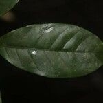 Chrysophyllum sparsiflorum Hoja