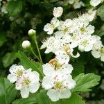 Crataegus laevigataBlüte