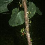 Cissampelos fasciculata Кора