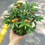 Solanum pseudocapsicumЛисток