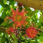 Stenocarpus sinuatus Flower