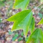 Acer buergerianum Leaf