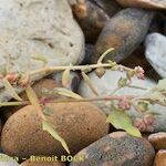 Atriplex glabriuscula Sonstige