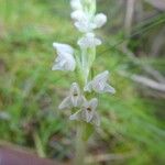 Goodyera repens Кора