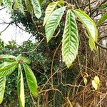 Rhaphiolepis bibasLeaf