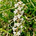 Gymnadenia odoratissima Blüte