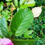 Rosa pendulina Φύλλο
