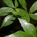 Cynometra retusa Hoja