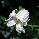 Clematis crispa Flower