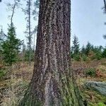 Pseudotsuga menziesii Kéreg/szár