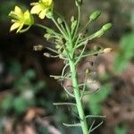 Brassica rapa फल