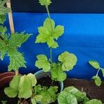 Geum macrophyllum Leaf