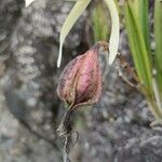 Brassavola nodosa Froito