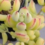 Cotyledon pendens Yaprak