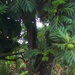 Artocarpus altilis ഫലം