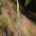 Gastridium phleoides Flower