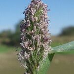 Crypsis schoenoides Flor