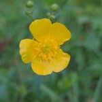 Ranunculus acrisफूल